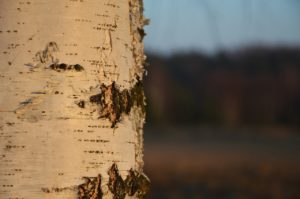 birch-1117034_1280