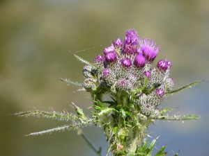 burdock-792300_1280