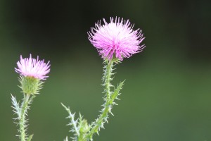 greater-burdock-997225_1280